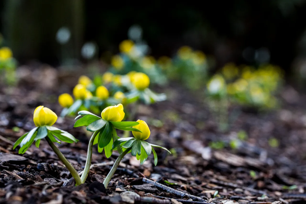 Seasonal lawn care in a New Jersey garden
