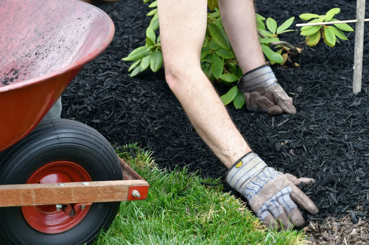 Wheelbarrow of mulch for garden bed installation
