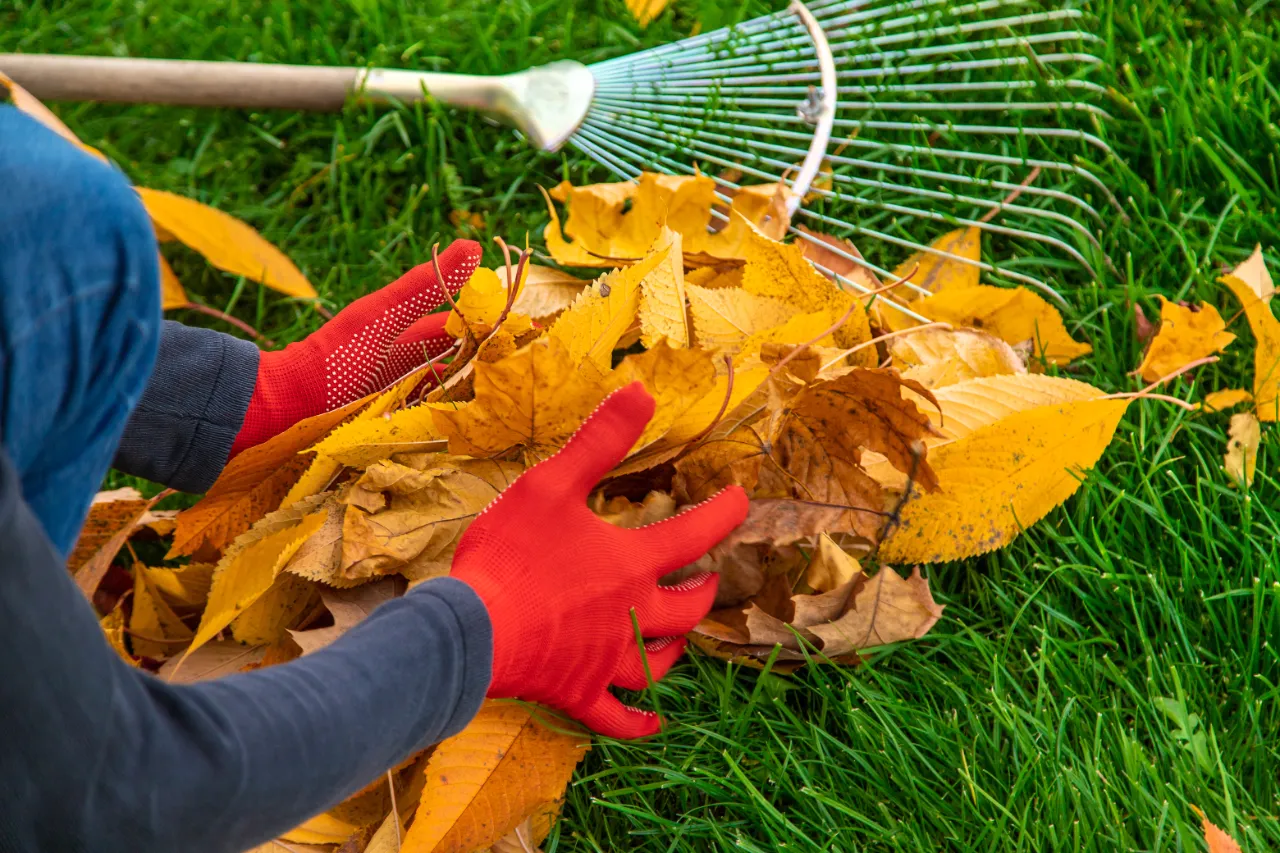 Seasonal leaf cleaning at a New Jersey park