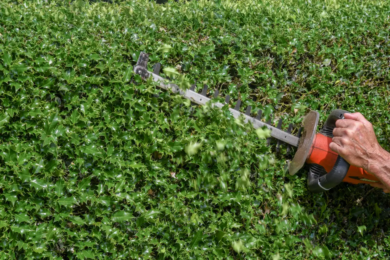 Foundation bushes near siding