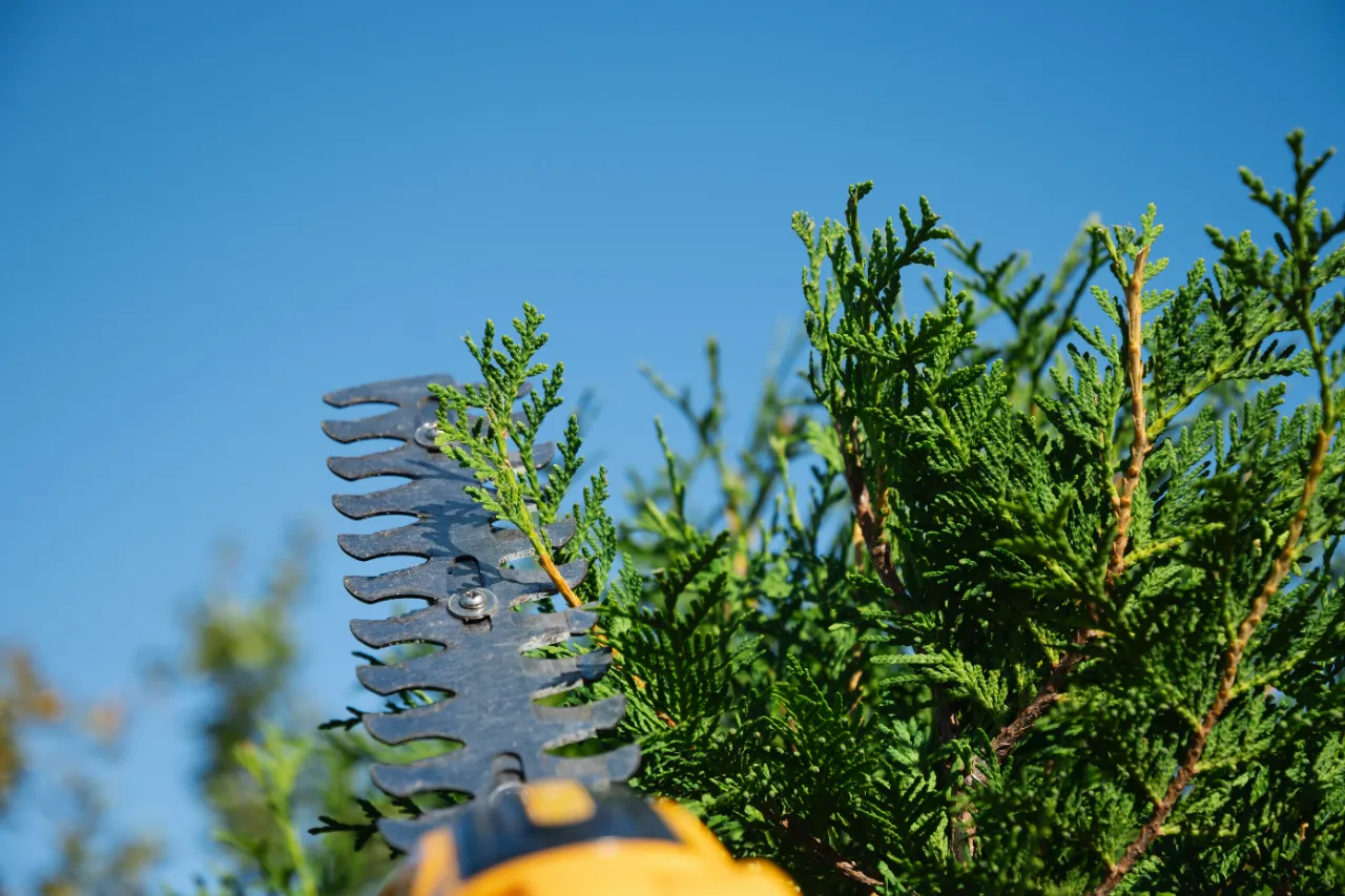 Electric trimmer shaping emerald thuja