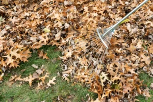 What Happens to Grass Under Leaves All Winter