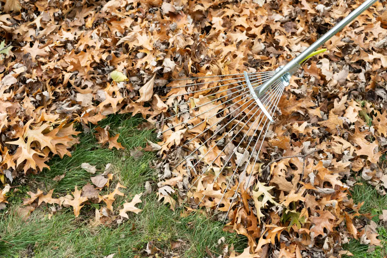Leaves on lawn in winter