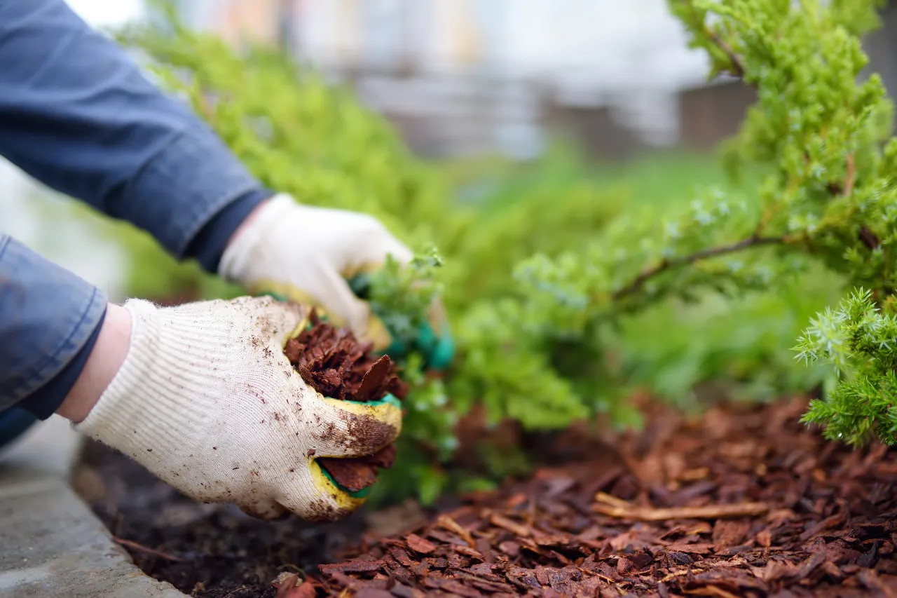 Adding mulch around a bush in New Jersey