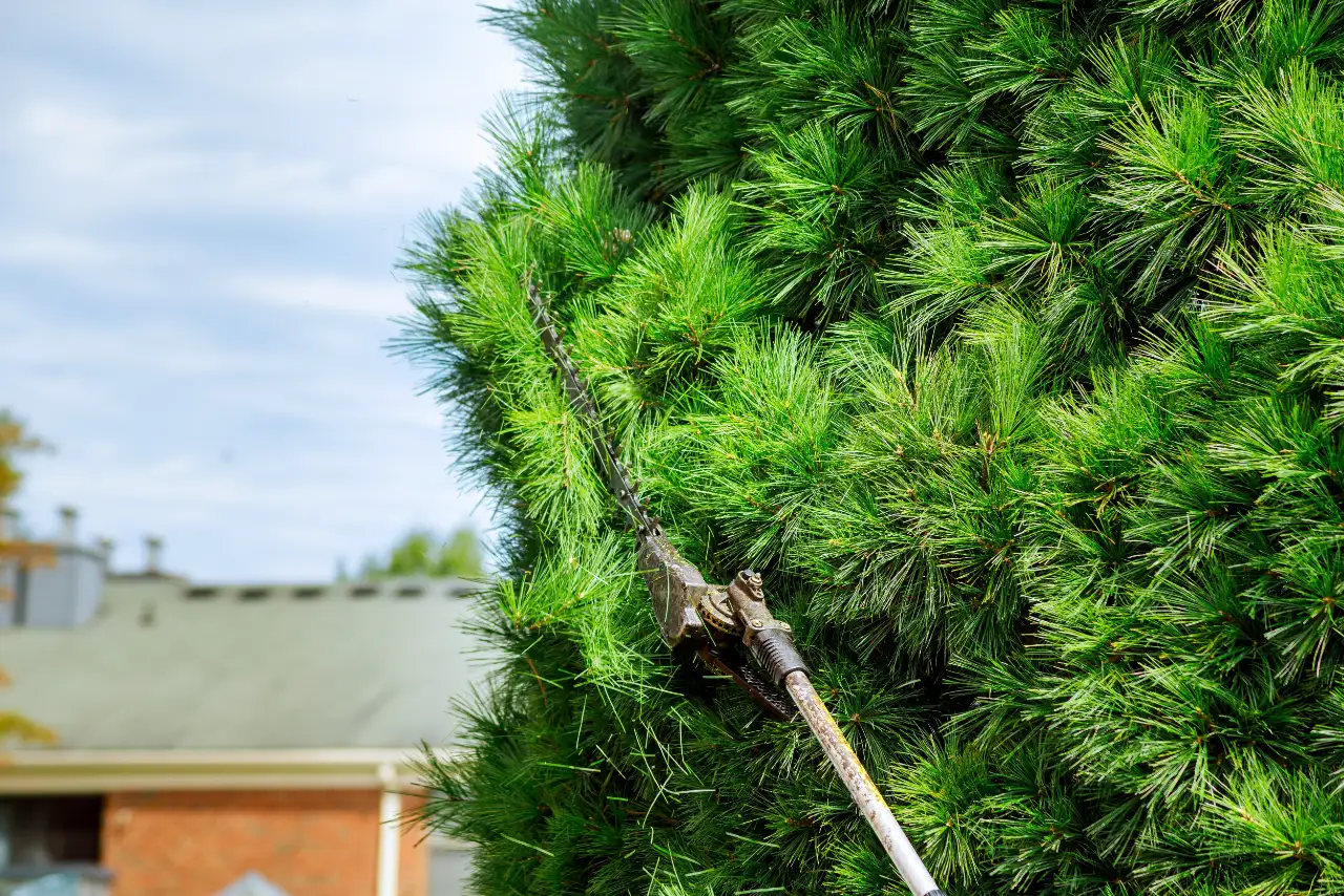Pine shrub pruning in New Jersey