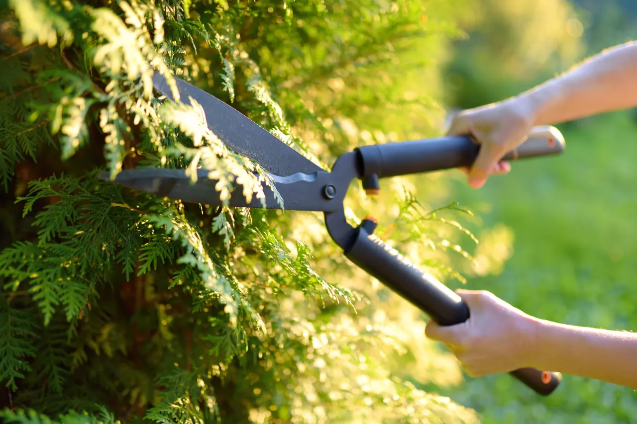 Hand trimming thuja hedge in New Jersey