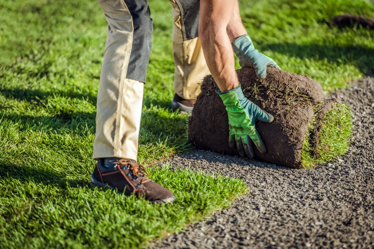 Garden worker installing natural grass turf
