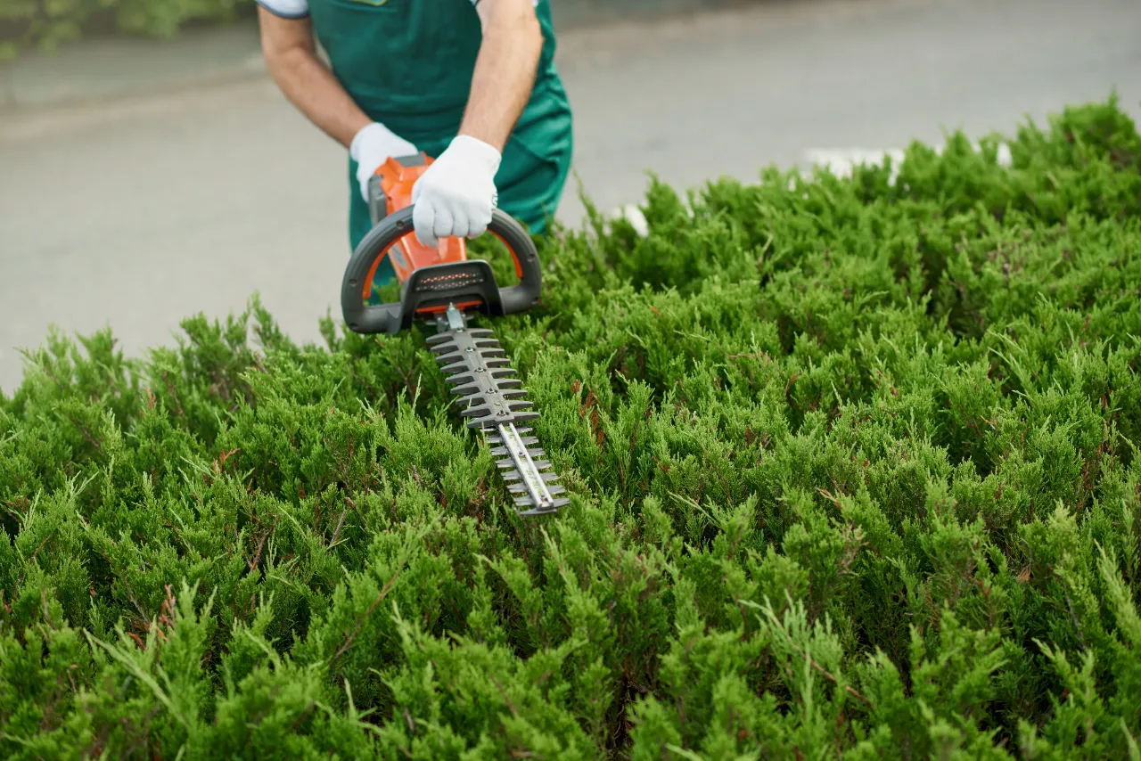 Bush trimming at a New Jersey property