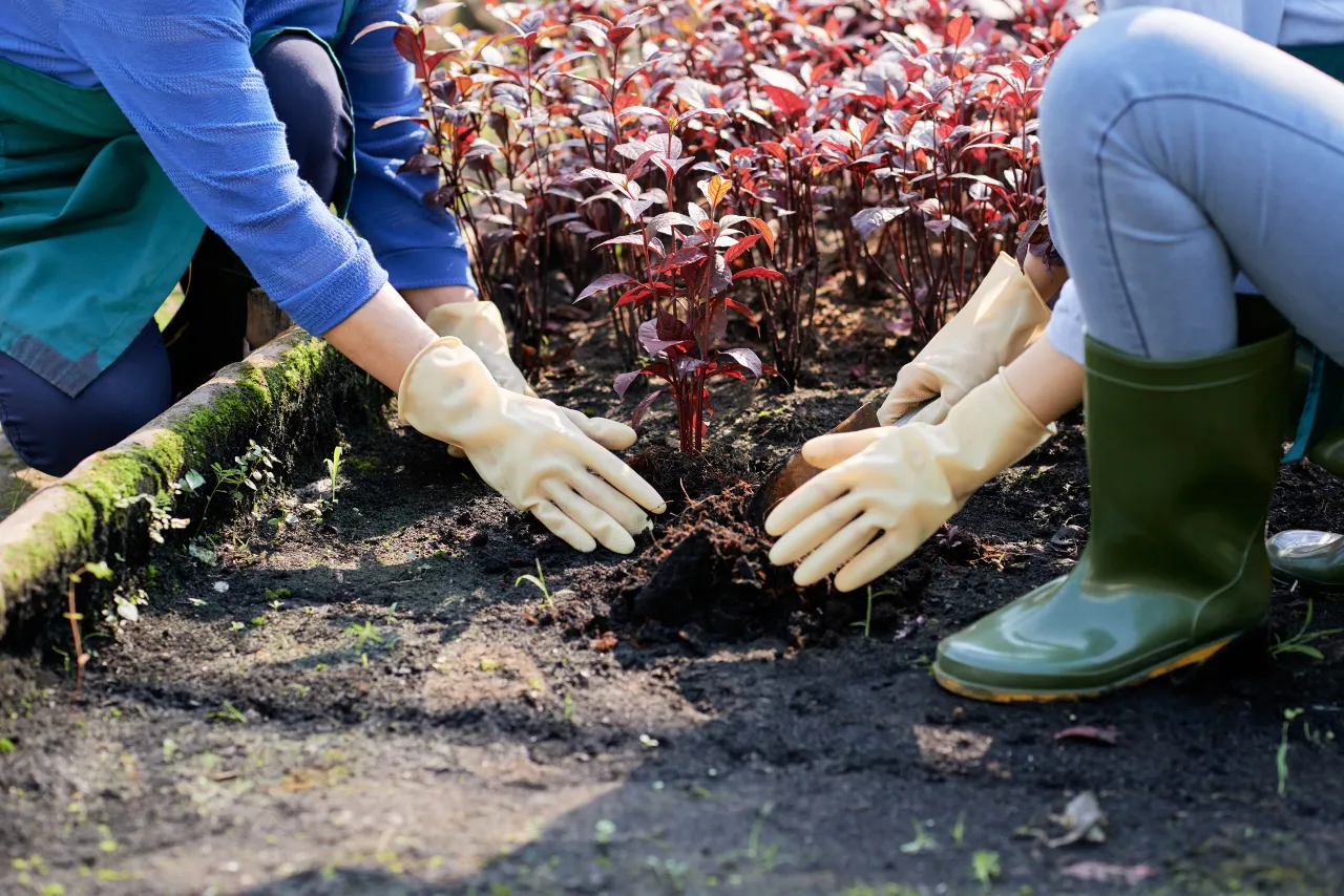 Flower planting in a New Jersey garden bed