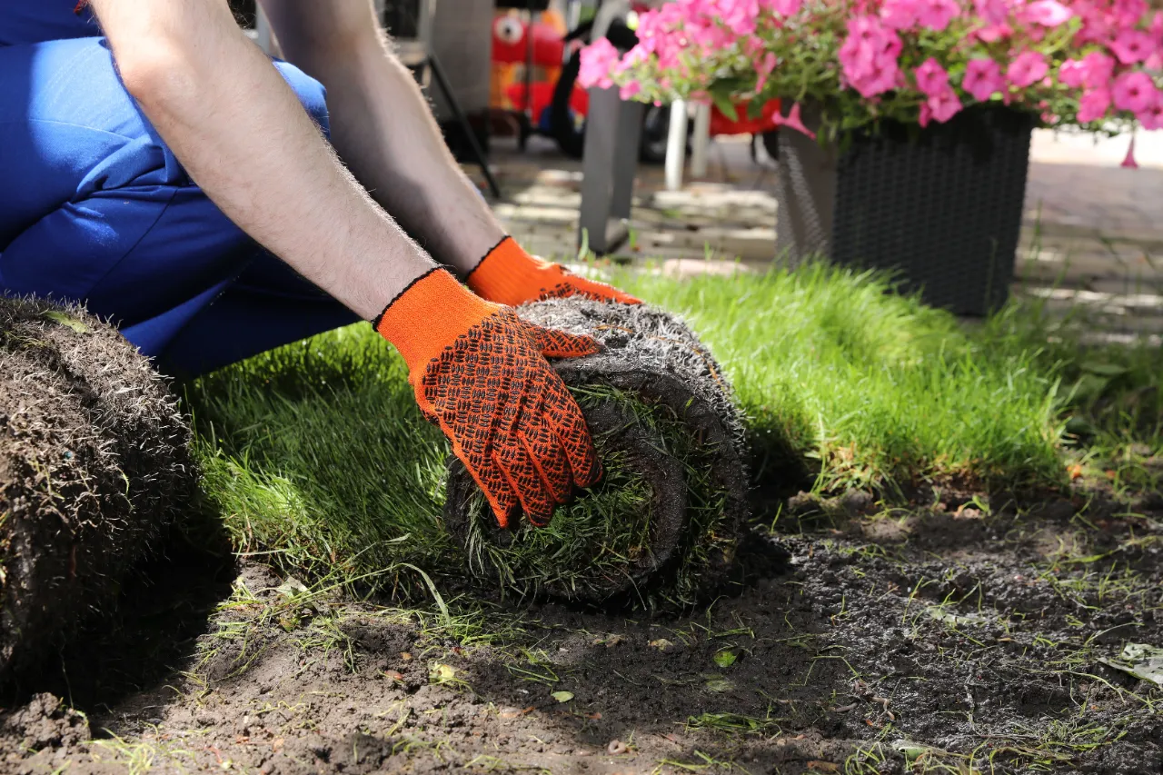 Sod installation