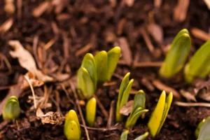 When to Start Spring Cleanup in New Jersey