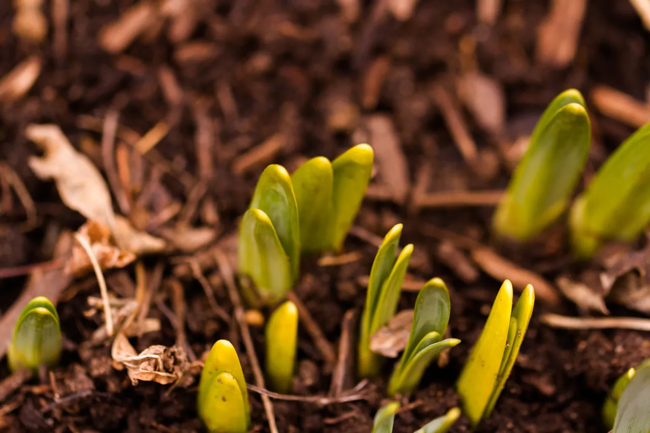 Spring cleanup timing