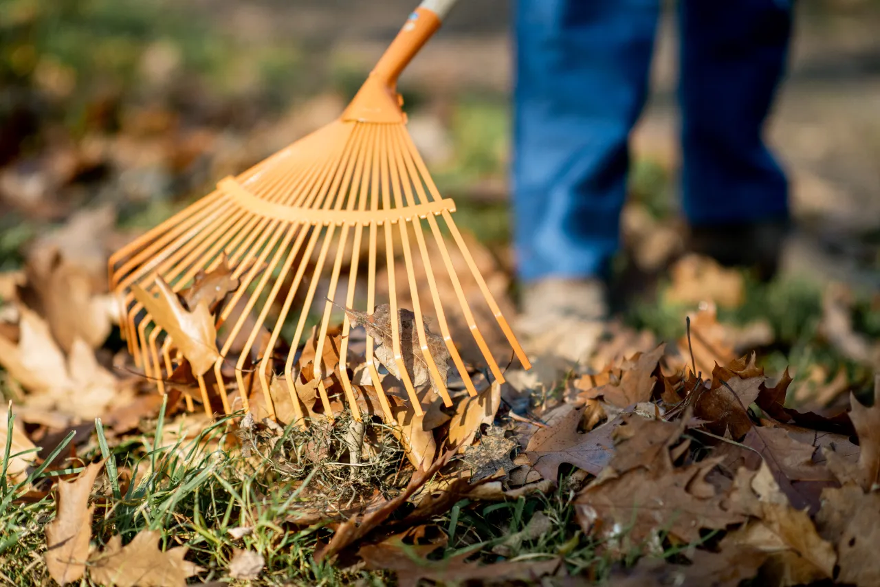 Sweeping leaves with rake during yard cleanup