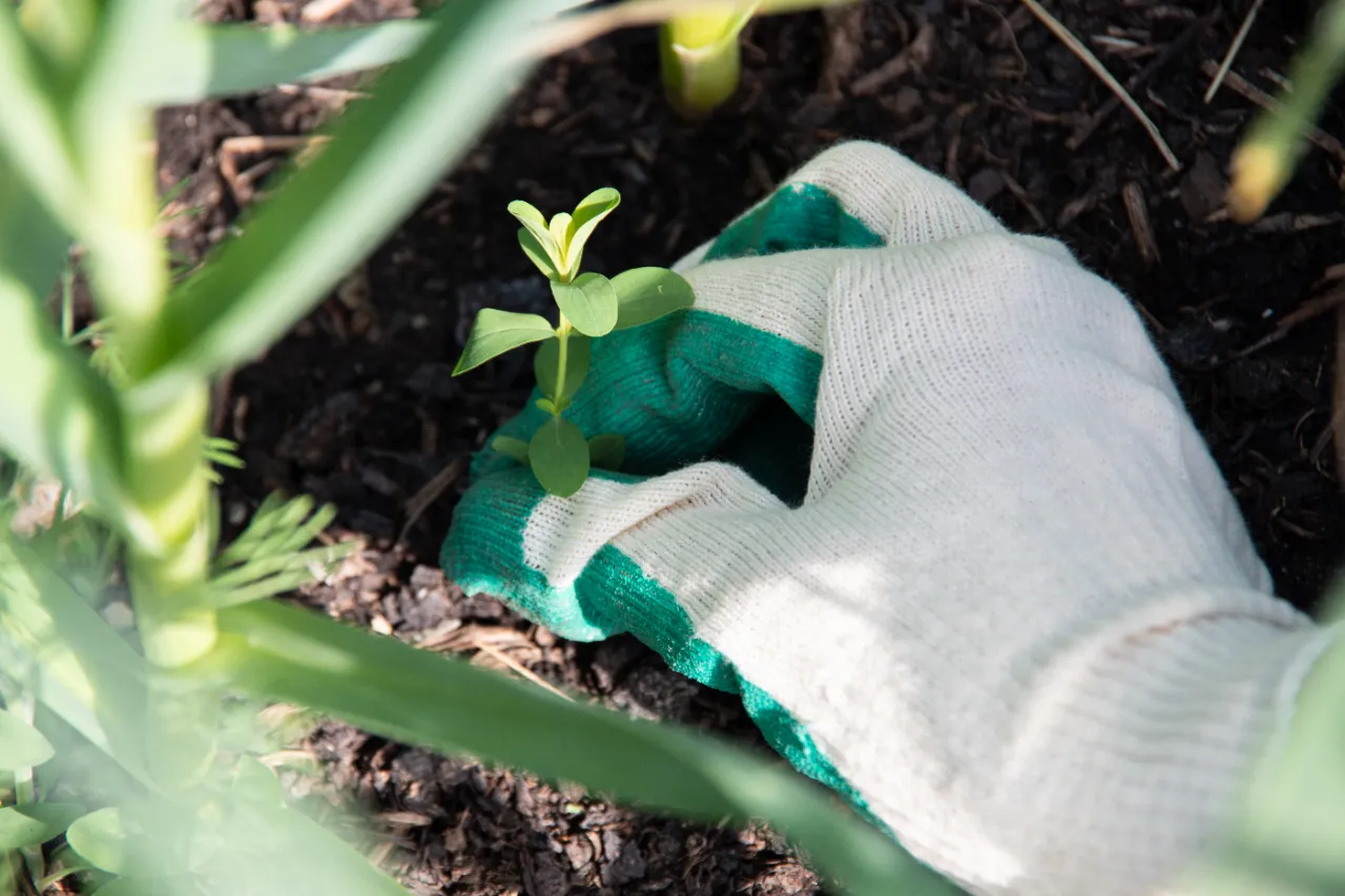 Hand weeding during lawn maintenance in New Jersey