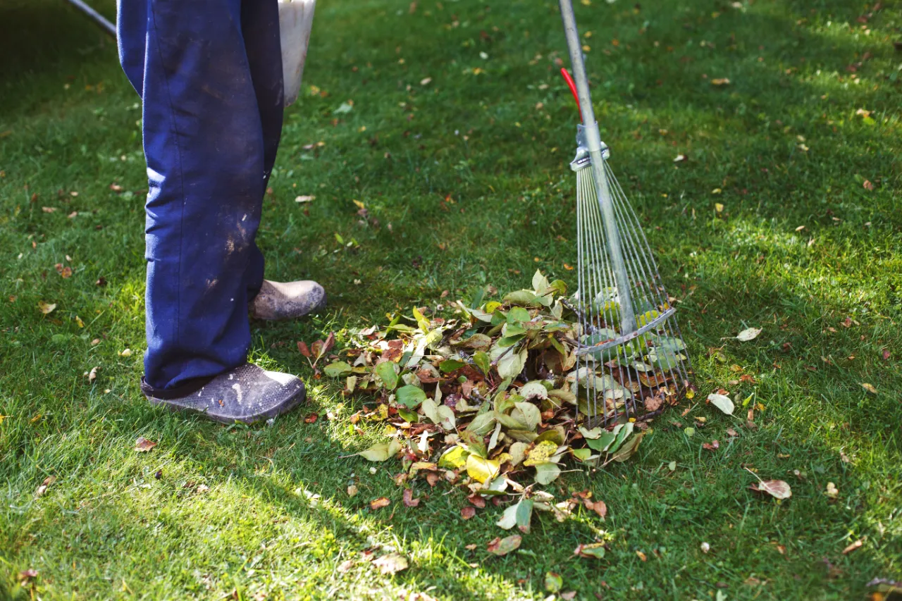Raking leaves during fall cleanup in New Jersey